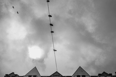 KW31-2019-339