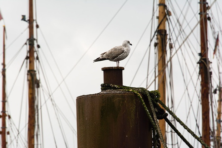 Hafen-Flensburg-23