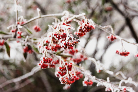 Schnee-Flensburg-20