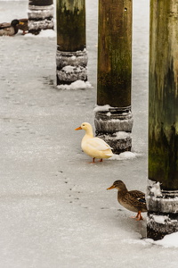 Schnee-Flensburg-32