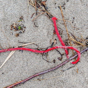 Strandgut